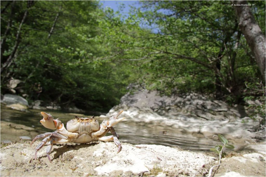 Perle di biodiversit romagnole...e un intruso